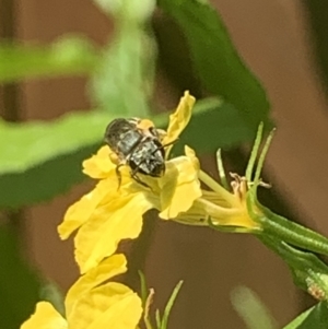 Lipotriches (Austronomia) phanerura at Dulwich Hill, NSW - suppressed