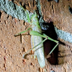 Austrosalomona sp. (genus) (Coastal katydid or Spine-headed katydid) at Kambah, ACT - 18 Feb 2023 by HelenCross