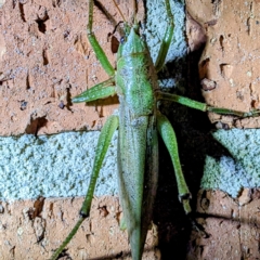 Austrosalomona sp. (genus) at Kambah, ACT - suppressed