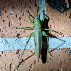 Austrosalomona sp. (genus) at Kambah, ACT - suppressed