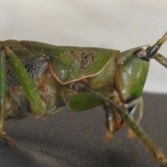 Austrosalomona sp. (genus) at Kambah, ACT - suppressed