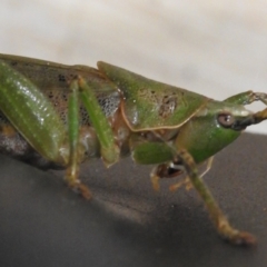 Austrosalomona sp. (genus) at Kambah, ACT - suppressed