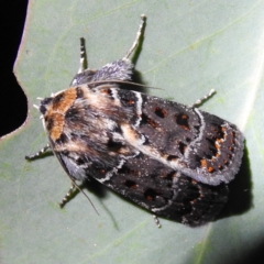 Proteuxoa sanguinipuncta (Blood-spotted Noctuid) at Paddys River, ACT - 17 Feb 2023 by HelenCross