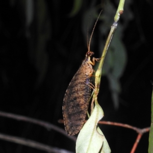 Oedosmylus tasmaniensis at Kambah, ACT - 17 Feb 2023