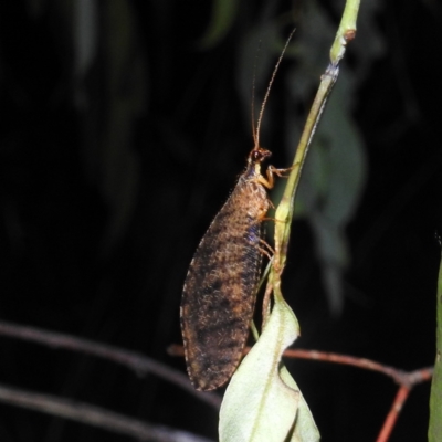 Oedosmylus tasmaniensis (Lacewing) at Lions Youth Haven - Westwood Farm A.C.T. - 17 Feb 2023 by HelenCross