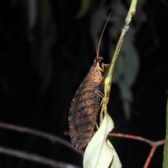Oedosmylus tasmaniensis (Lacewing) at Kambah, ACT - 17 Feb 2023 by HelenCross