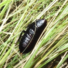 Platyzosteria melanaria (Common Eastern Litter Runner) at Kambah, ACT - 17 Feb 2023 by HelenCross