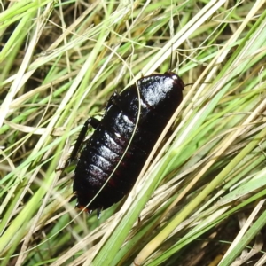 Platyzosteria melanaria at Kambah, ACT - 17 Feb 2023