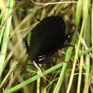 Platyzosteria melanaria at Kambah, ACT - 17 Feb 2023