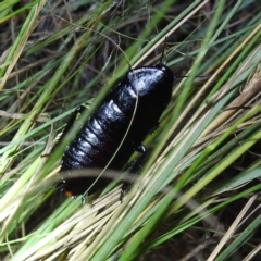 Platyzosteria melanaria at Kambah, ACT - 17 Feb 2023