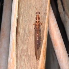 Mantispidae (family) (Unidentified mantisfly) at Kambah, ACT - 17 Feb 2023 by HelenCross