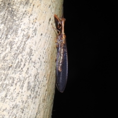 Mantispidae (family) at Kambah, ACT - 17 Feb 2023