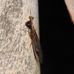 Mantispidae (family) at Kambah, ACT - 17 Feb 2023