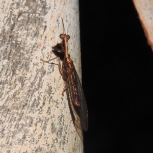 Mantispidae (family) at Kambah, ACT - suppressed