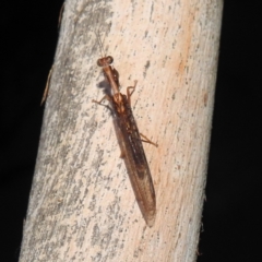 Mantispidae (family) at Kambah, ACT - suppressed