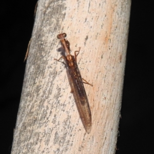 Mantispidae (family) at Kambah, ACT - suppressed