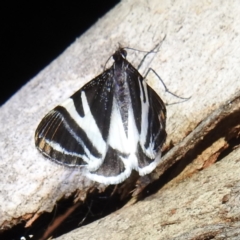 Phrataria bijugata (Bold Phrataria) at Lions Youth Haven - Westwood Farm A.C.T. - 17 Feb 2023 by HelenCross