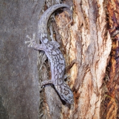 Christinus marmoratus (Southern Marbled Gecko) at Kambah, ACT - 17 Feb 2023 by HelenCross