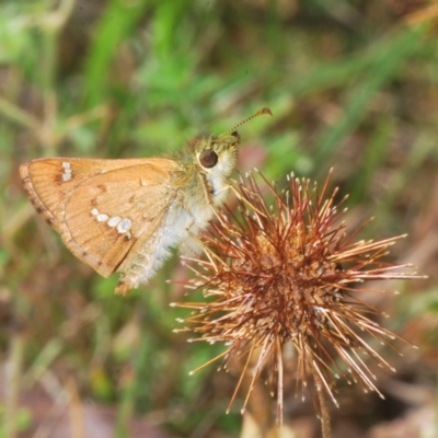 Dispar compacta (Barred Skipper) at Stromlo, ACT - 11 Feb 2023 by Harrisi