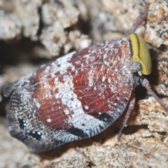 Platybrachys decemmacula (Green-faced gum hopper) at Stromlo, ACT - 12 Feb 2023 by Harrisi