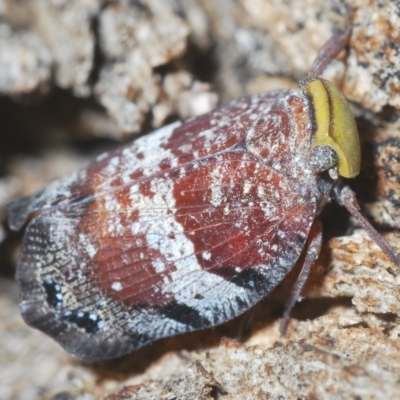 Platybrachys decemmacula (Green-faced gum hopper) at Block 402 - 12 Feb 2023 by Harrisi