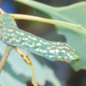 Capusa senilis at Pialligo, ACT - 15 Feb 2023