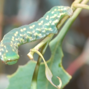 Capusa senilis at Pialligo, ACT - 15 Feb 2023