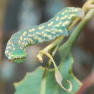 Capusa senilis at Pialligo, ACT - 15 Feb 2023