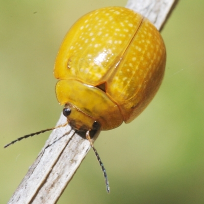 Paropsisterna cloelia (Eucalyptus variegated beetle) at Campbell Park Woodland - 15 Feb 2023 by Harrisi