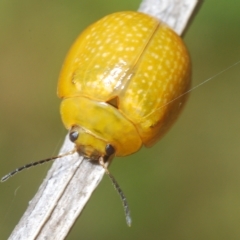 Paropsisterna cloelia at Pialligo, ACT - 15 Feb 2023