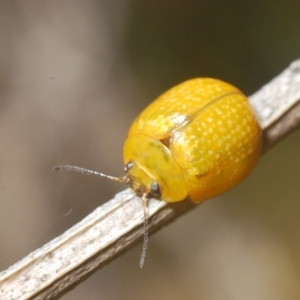 Paropsisterna cloelia at Pialligo, ACT - 15 Feb 2023