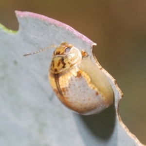 Paropsisterna m-fuscum at Pialligo, ACT - 15 Feb 2023 01:43 PM