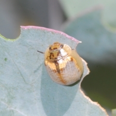 Paropsisterna m-fuscum at Pialligo, ACT - 15 Feb 2023 01:43 PM