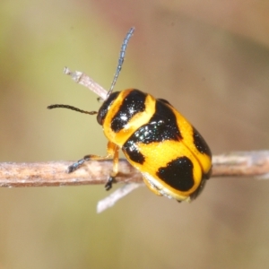 Aporocera (Aporocera) speciosa at Pialligo, ACT - 15 Feb 2023