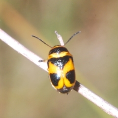 Aporocera (Aporocera) speciosa at Pialligo, ACT - 15 Feb 2023