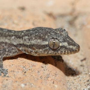 Hemidactylus frenatus at Wellington Point, QLD - suppressed