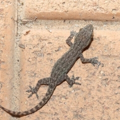 Hemidactylus frenatus at Wellington Point, QLD - suppressed