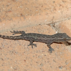 Hemidactylus frenatus at Wellington Point, QLD - suppressed