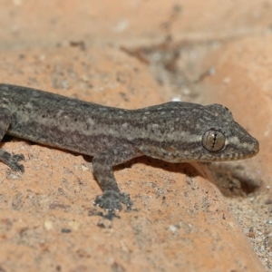 Hemidactylus frenatus at Wellington Point, QLD - suppressed