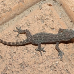 Hemidactylus frenatus at Wellington Point, QLD - suppressed