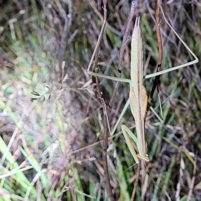 Tenodera australasiae (Purple-winged mantid) at Dunlop, ACT - 17 Feb 2023 by trevorpreston