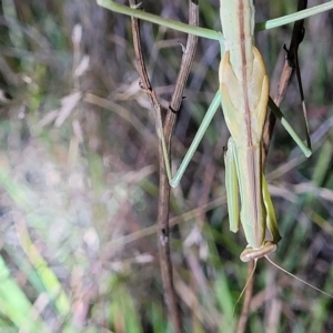 Tenodera australasiae at Dunlop, ACT - 17 Feb 2023