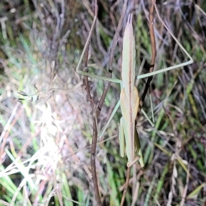 Tenodera australasiae at Dunlop, ACT - 17 Feb 2023