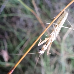 Tenodera australasiae at Dunlop, ACT - 17 Feb 2023