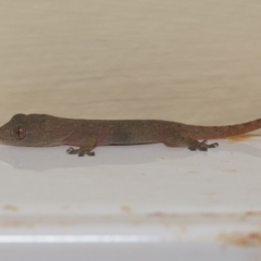 Hemidactylus frenatus (Asian House Gecko) at Wellington Point, QLD - 17 Feb 2023 by TimL