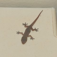 Hemidactylus frenatus at Wellington Point, QLD - 17 Feb 2023