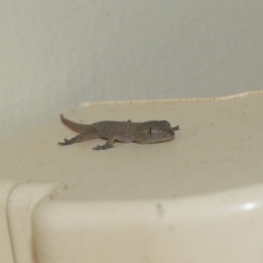 Hemidactylus frenatus at Wellington Point, QLD - 17 Feb 2023