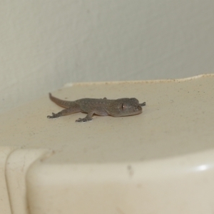 Hemidactylus frenatus at Wellington Point, QLD - suppressed