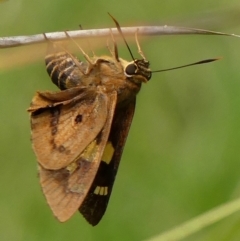 Trapezites symmomus (Splendid Ochre) at Wingecarribee Local Government Area - 15 Feb 2023 by Curiosity