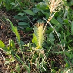 Hordeum leporinum (Barley Grass) at Fadden, ACT - 17 Feb 2023 by KumikoCallaway